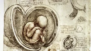 Leonardo da Vinci: pen-and-ink studies of human fetus