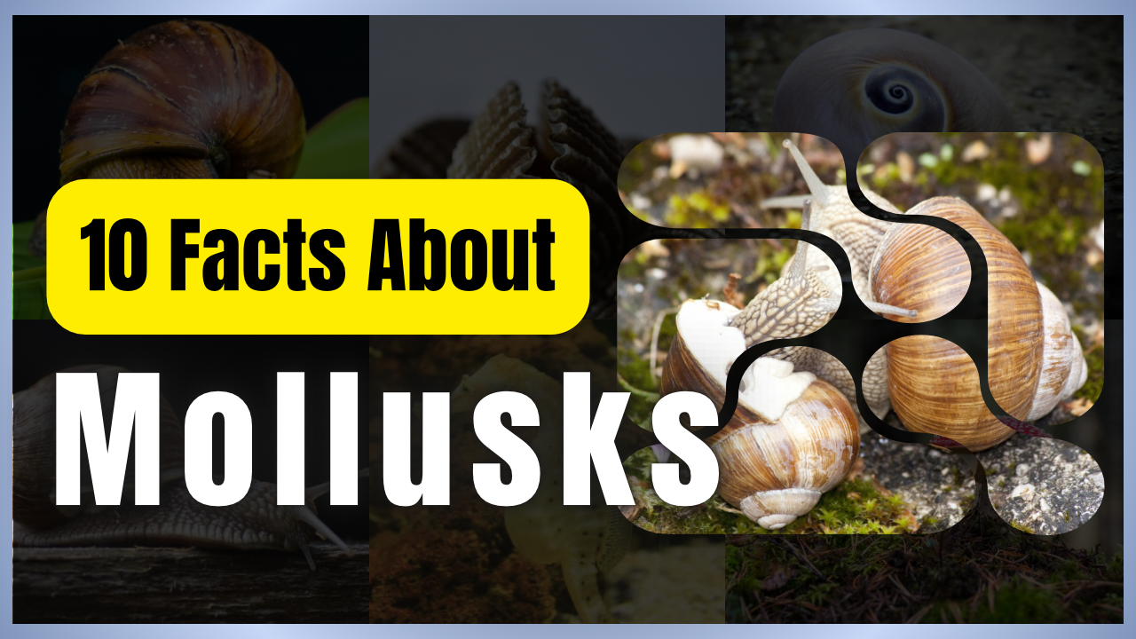 10 Important Facts About Mollusks - Eartheropedia