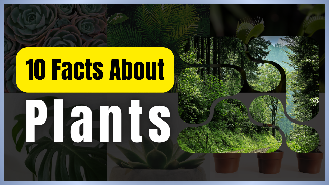 10 Facts About Plants 1