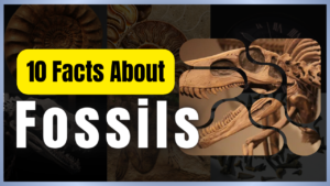 10 Facts About fossils