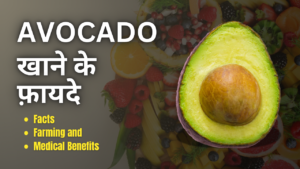 10 Interesting Facts About Avocado